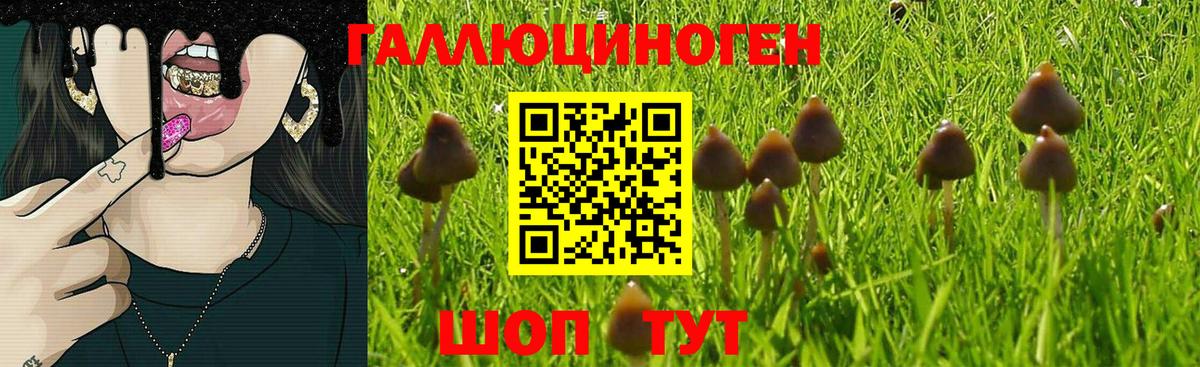 Галлюциногенные грибы Cubensis Гай